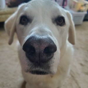 Meet your Posher, Kristin